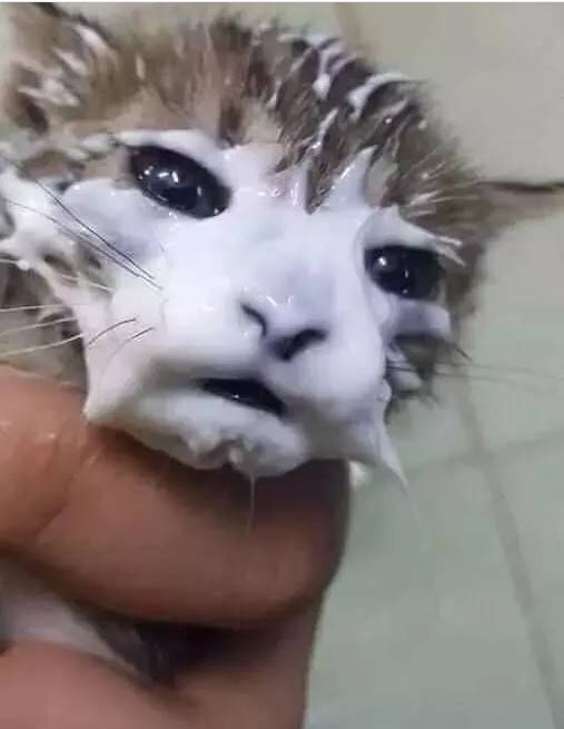 铲屎官给猫咪开了个酸奶，过一会再回来看，结果猫成了这样..这酸奶面膜，从小就开始保养肌肤，哪天你不要我了，靠颜值找下家去