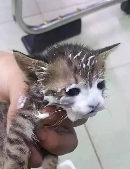 铲屎官给猫咪开了个酸奶，过一会再回来看，结果猫成了这样..这酸奶面膜，从小就开始保养肌肤，哪天你不要我了，靠颜值找下家去