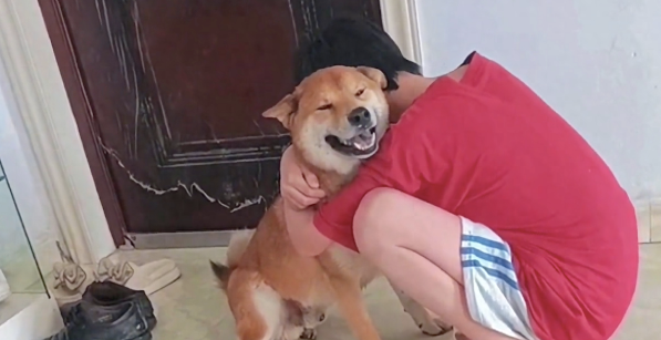 柴犬走丢6天找回后又跑丢2天，弟弟抱着它痛哭