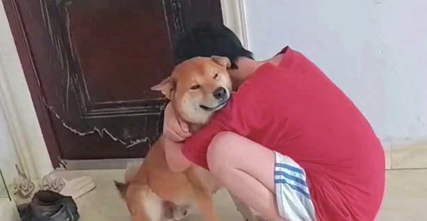 柴犬走丢6天找回后又跑丢2天，弟弟抱着它痛哭