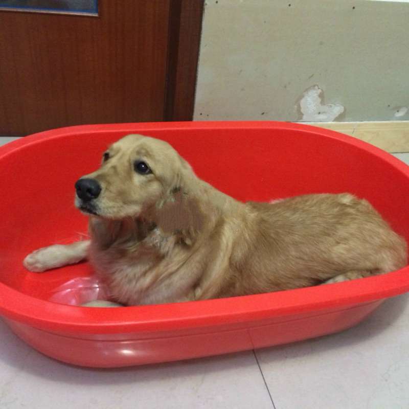 狗狗恐惧打雷躲浴缸，旁边的黑猫弟弟：不要怕我陪你！