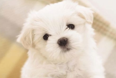 千万注意：有这5种特征的狗狗千万别买，谁买谁后悔！