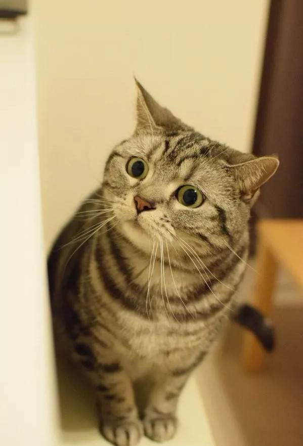 铲屎官天天被家里猫大爷用眼神质问：为什么上厕所不用猫砂？！