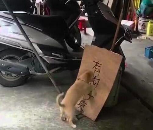 小奶狗知道主人在出售它们，然后就各种捣乱！