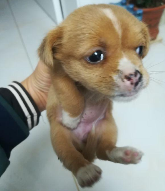 小土狗去店内供暖却被强制丢出门口，女生路过外伸援助之手，打动