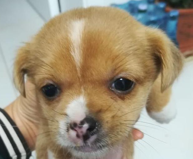 小土狗去店内供暖却被强制丢出门口，女生路过外伸援助之手，打动