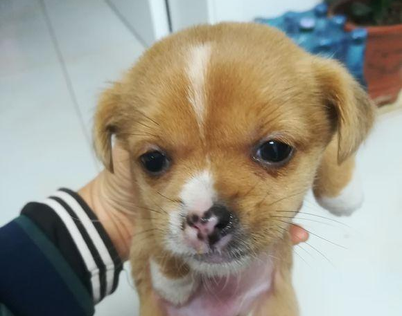小土狗去店内供暖却被强制丢出门口，女生路过外伸援助之手，打动