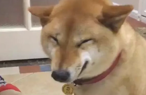 柴犬犯错误被主人家责怪，居然还外露微笑！