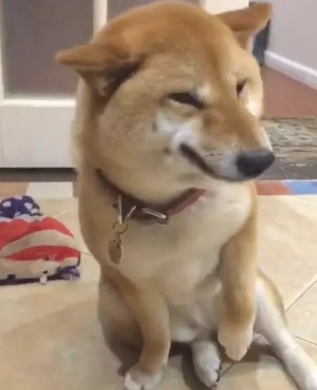 柴犬犯错误被主人家责怪，居然还外露微笑！