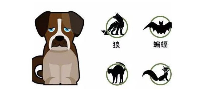 谨慎！猫咪注射“狂犬疫苗”的坏处，你还不知道吧