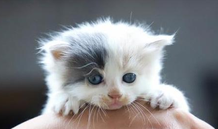 谨慎！猫咪注射“狂犬疫苗”的坏处，你还不知道吧
