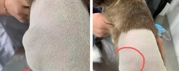 谨慎！猫咪注射“狂犬疫苗”的坏处，你还不知道吧