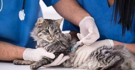 谨慎！猫咪注射“狂犬疫苗”的坏处，你还不知道吧