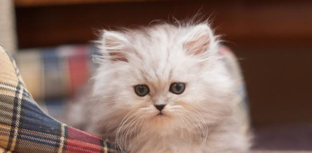 谨慎！猫咪注射“狂犬疫苗”的坏处，你还不知道吧
