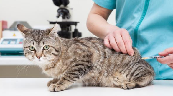 谨慎！猫咪注射“狂犬疫苗”的坏处，你还不知道吧