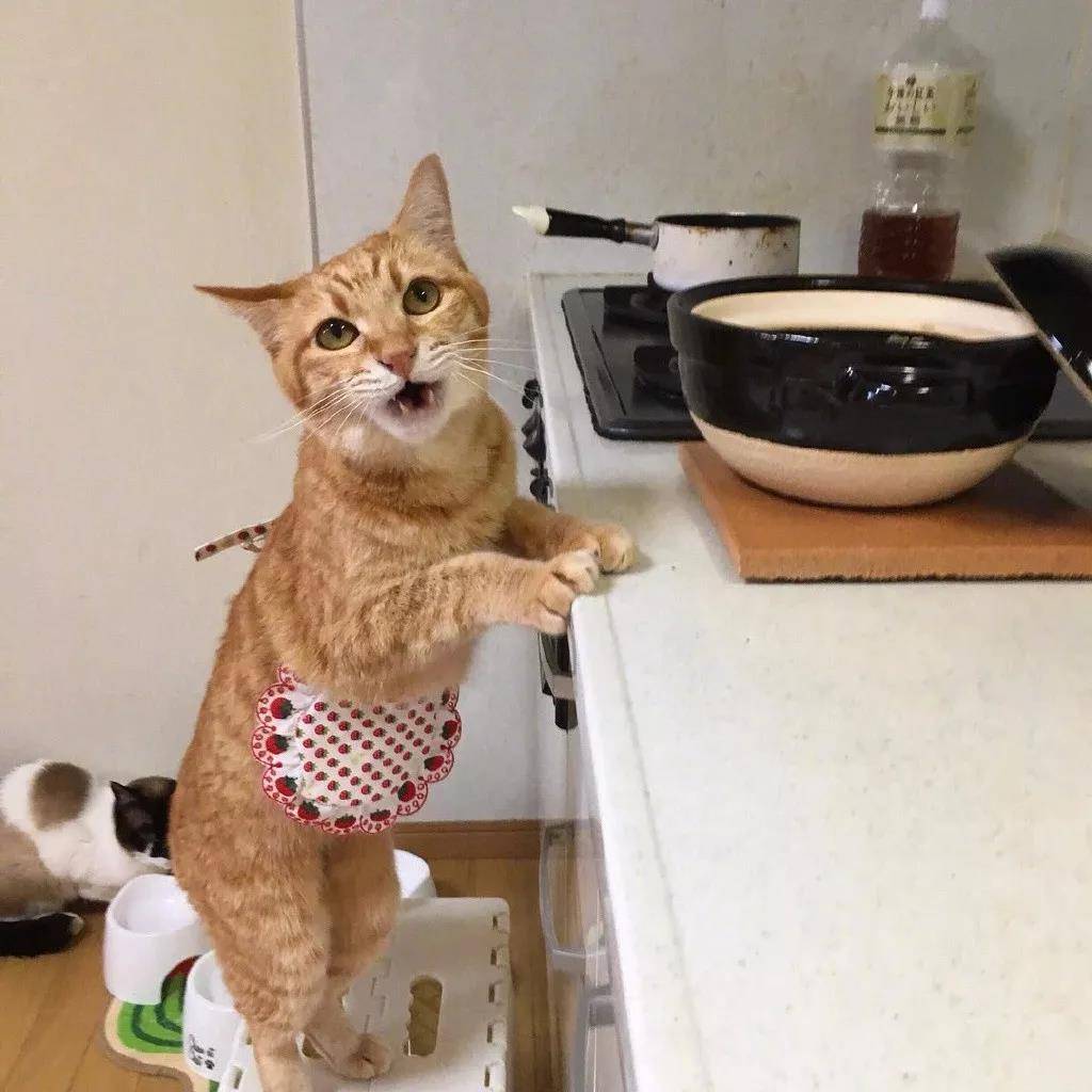 洒家新请的猫咪小保姆，了解一下