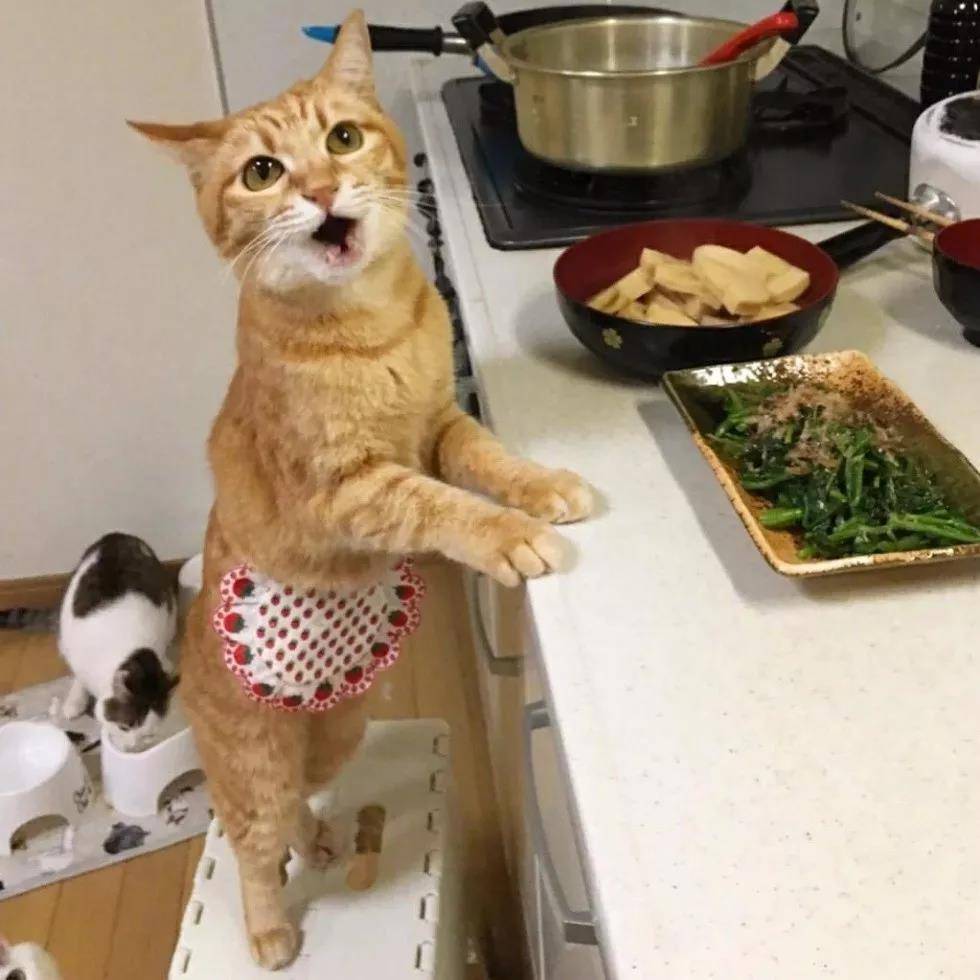 洒家新请的猫咪小保姆，了解一下