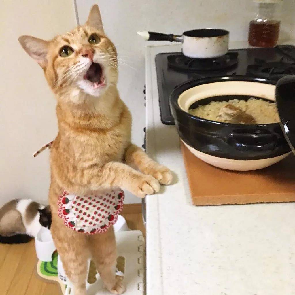 洒家新请的猫咪小保姆，了解一下