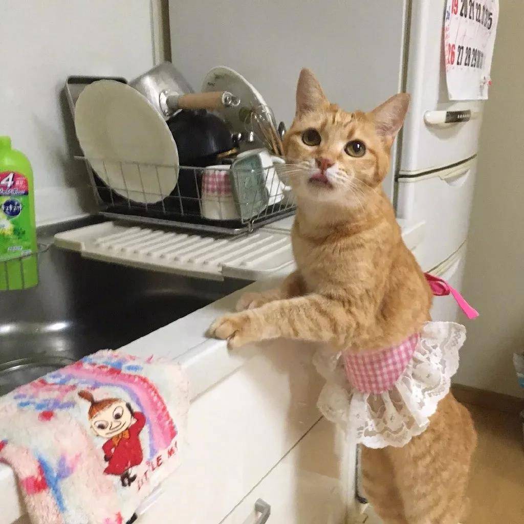 洒家新请的猫咪小保姆，了解一下