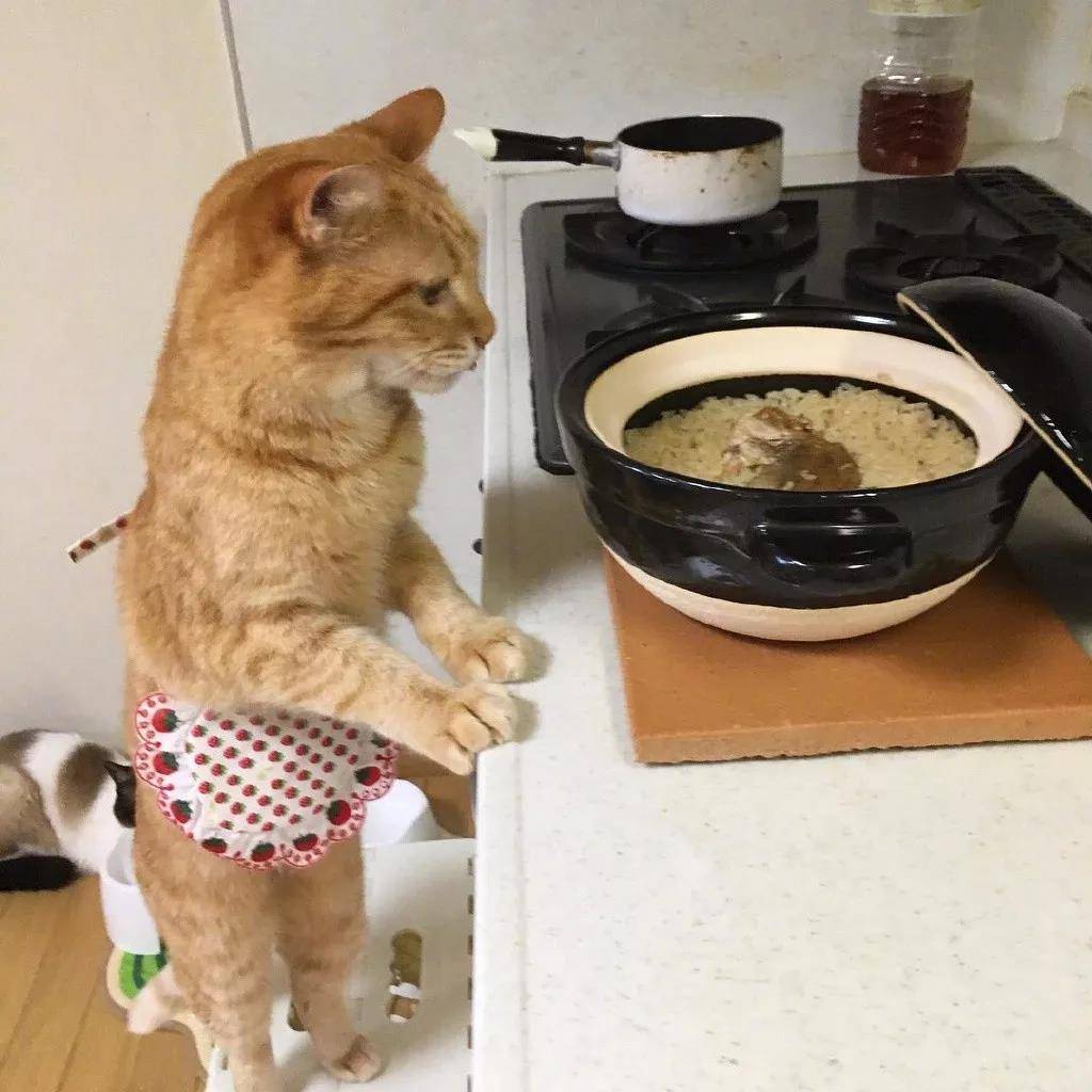 洒家新请的猫咪小保姆，了解一下