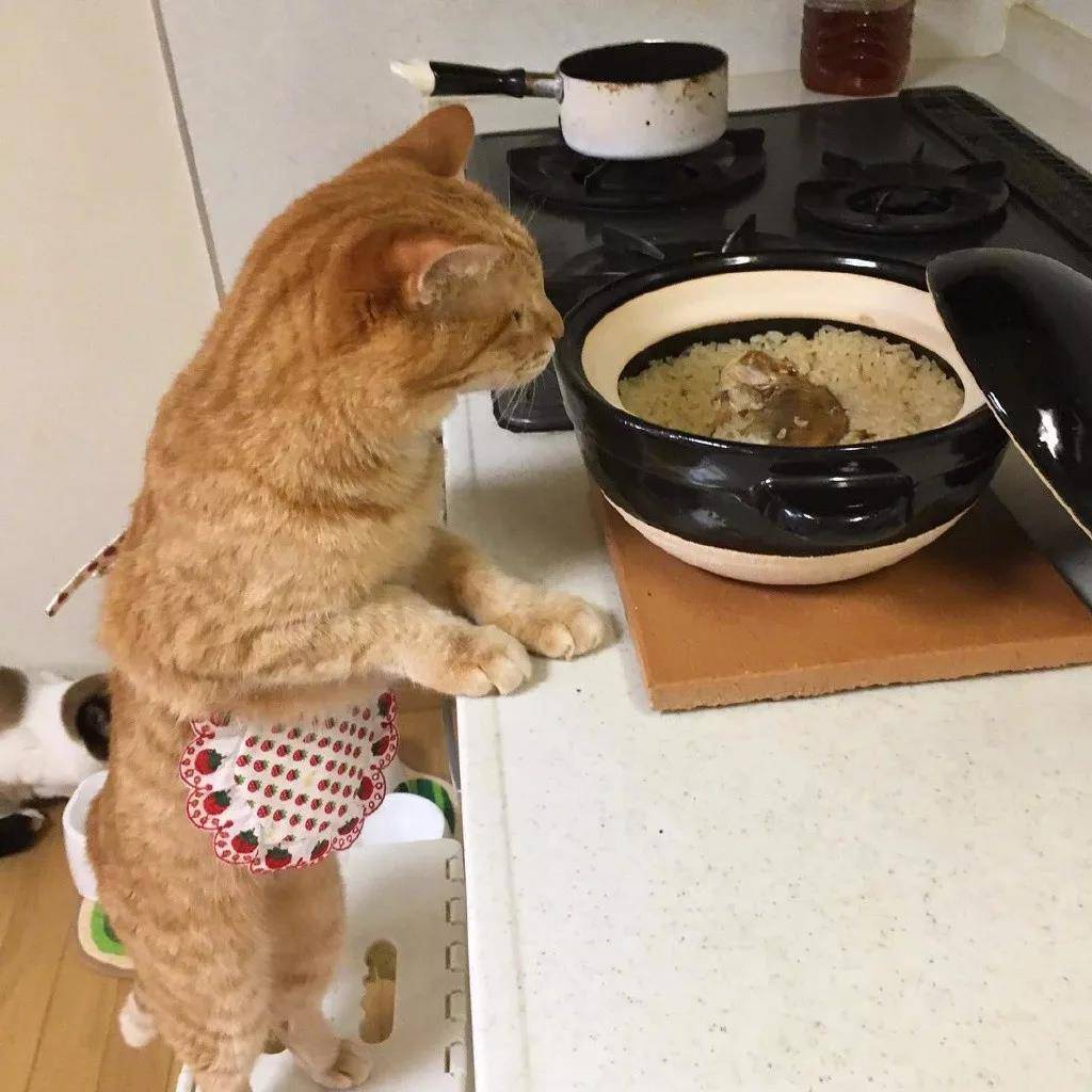 洒家新请的猫咪小保姆，了解一下