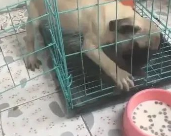 狗狗见到犬粮，想咬掉铁笼出去吃，看了后看到它好傻！