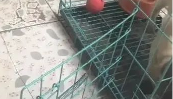 狗狗见到犬粮，想咬掉铁笼出去吃，看了后看到它好傻！