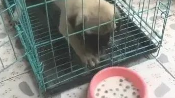 狗狗见到犬粮，想咬掉铁笼出去吃，看了后看到它好傻！