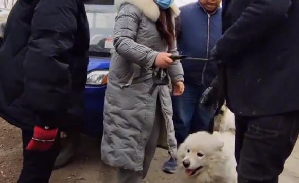 丢失半个月的萨摩耶,再见已沦落狗肉车,女主抱狗痛哭,狗贩:人家亏,我也亏