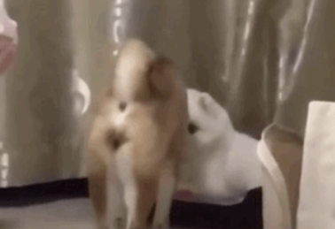 柴犬靠近小博美，以为爱情要来了，结果…噗哈哈哈！