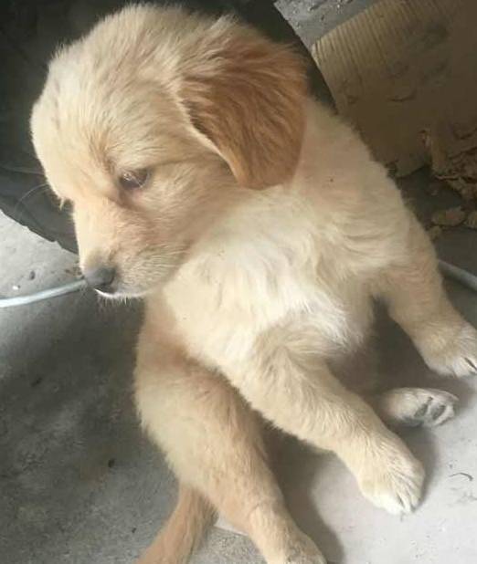 花300网购的金毛犬,三天后收到狗一看,网友:我是不是被骗了