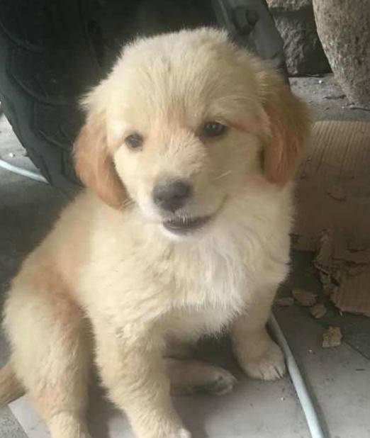 花300网购的金毛犬,三天后收到狗一看,网友:我是不是被骗了