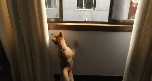 柴犬醒来发觉又“上当受骗”了，主人又看不到了，狗：因为我去玩