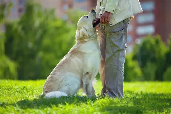 狗狗都可以训练的21个有趣且流行的狗狗技巧