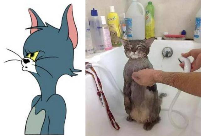 女主带胖猫逛街，遭路人围堵拍照，回家洗澡后笑喷：汤姆猫再世