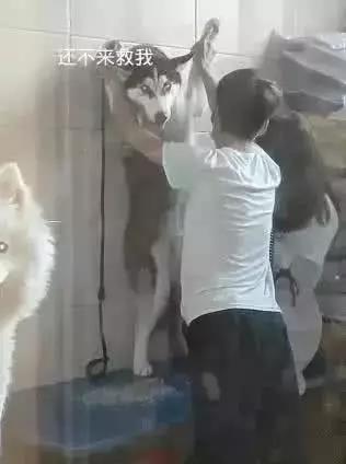 哈士奇洗澡太闹腾，被强摁在墙上，萨摩耶笑到：被壁咚了