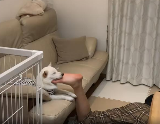柴犬偏爱哥哥，连脚丫子都不放过！这样睡觉更香！