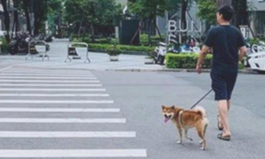 横穿马路时发现前边一只柴犬，一直走两步就回头巡视：究竟几个意思