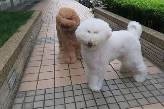 外边的风太大，贵宾犬的眼睛都被吹遮上了，狗：母亲我要回家！
