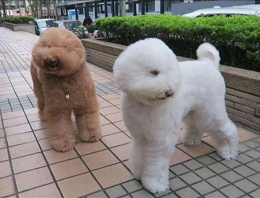 外边的风太大，贵宾犬的眼睛都被吹遮上了，狗：母亲我要回家！