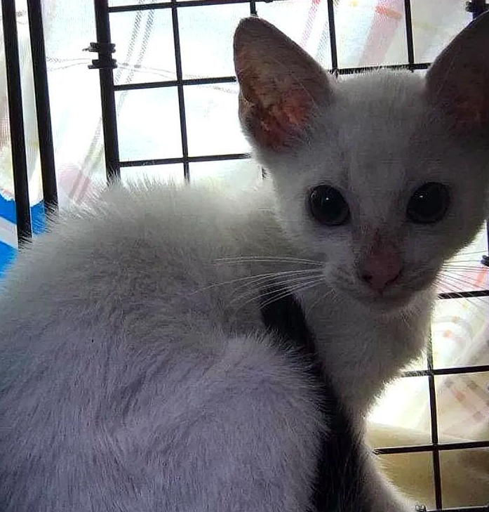猫妈妈偷零食时被追赶，没能带走小猫，小猫却因一张照片被救了