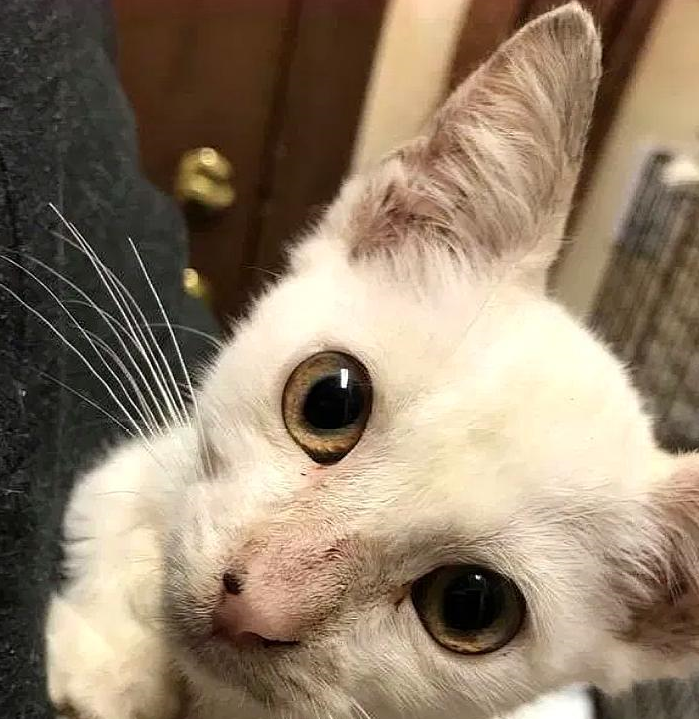 猫妈妈偷零食时被追赶，没能带走小猫，小猫却因一张照片被救了