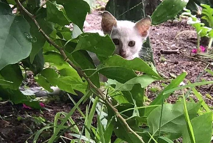 猫妈妈偷零食时被追赶，没能带走小猫，小猫却因一张照片被救了