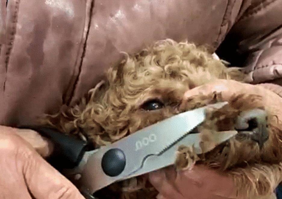 奶奶给狗狗剃毛，狗狗如同点了穴，孙女凑近后一看笑到扶墙