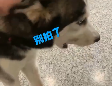 蠢狗大观赏：这两条狗，吃个饭都能被卡住，也是没谁了！