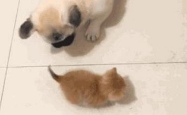 亲人都挺宠溺小橘猫，却让家中的狗狗发脾气，这货一逮着机遇就欺压它
