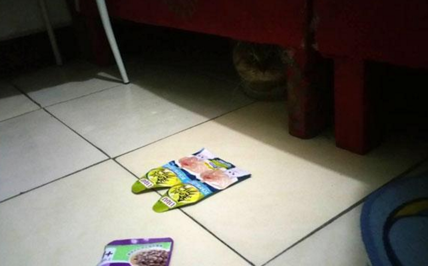 猫躲床下不出来，主人用零食引诱失败，只好拿出一个铁碗