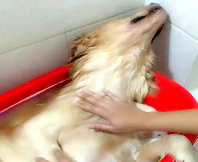 狗狗仰着脑蛋在洗澡，被主人拍了一掌后，小表情笑到许多人肚子痛