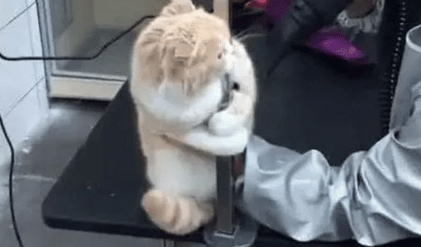 主人带猫去洗澡，迟迟没有被带出来，进去一看笑喷，猫：别动我！