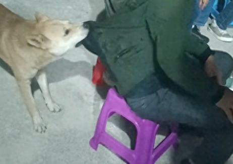 主人喝醉酒了，狗狗咬他的衣服往后拽：回家吧